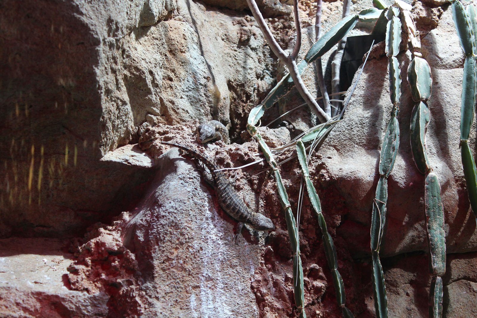 San Diego Zoo Part II 167